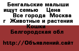 Бенгальские малыши ищут семью) › Цена ­ 5 500 - Все города, Москва г. Животные и растения » Кошки   . Белгородская обл.